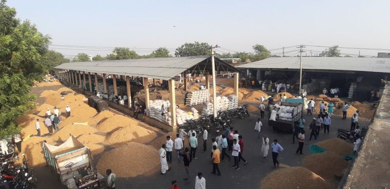 2 माह चलने वाला मूंगफली का सीजन 20 दिन में निपटा, 50 करोड़ से अधिक का व्यापार प्रभावित