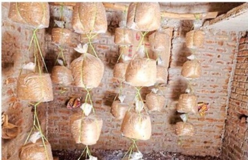 चुनौतियों सेे नहीं मानी हार, सीखी मशरूम खेती की कला