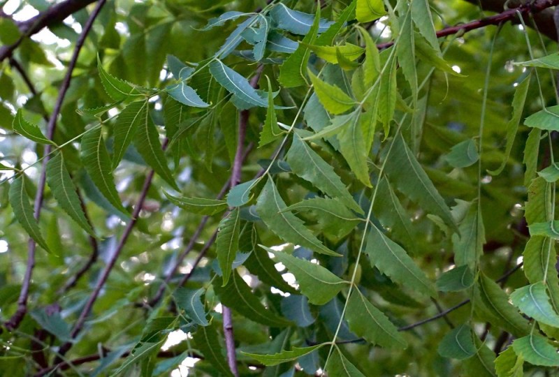neem-leaves.jpg