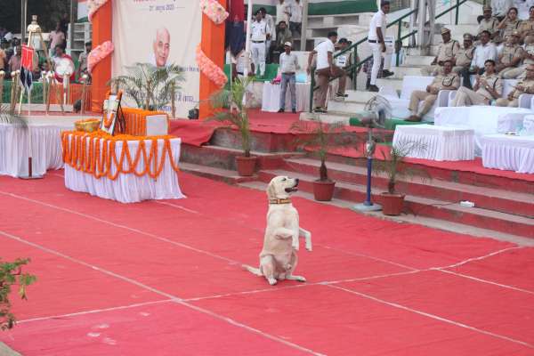 dog squad impressed everyone