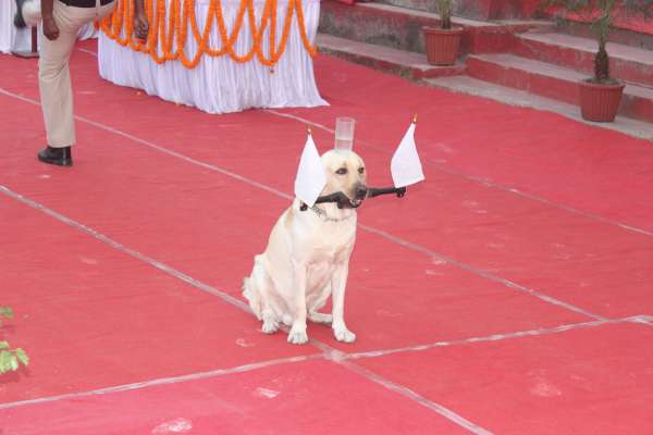 dog squad impressed everyone