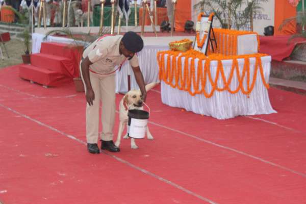 dog squad impressed everyone