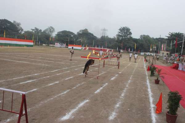 dog squad impressed everyone