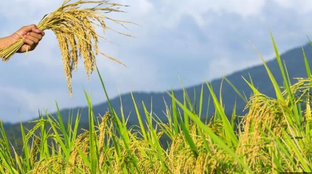 खेती-किसानी: जिले में रबी फसलों की अगेती बुवाई में जुटे किसान