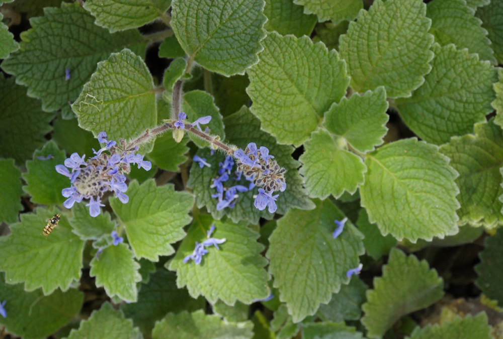 Benefits of celery leaves