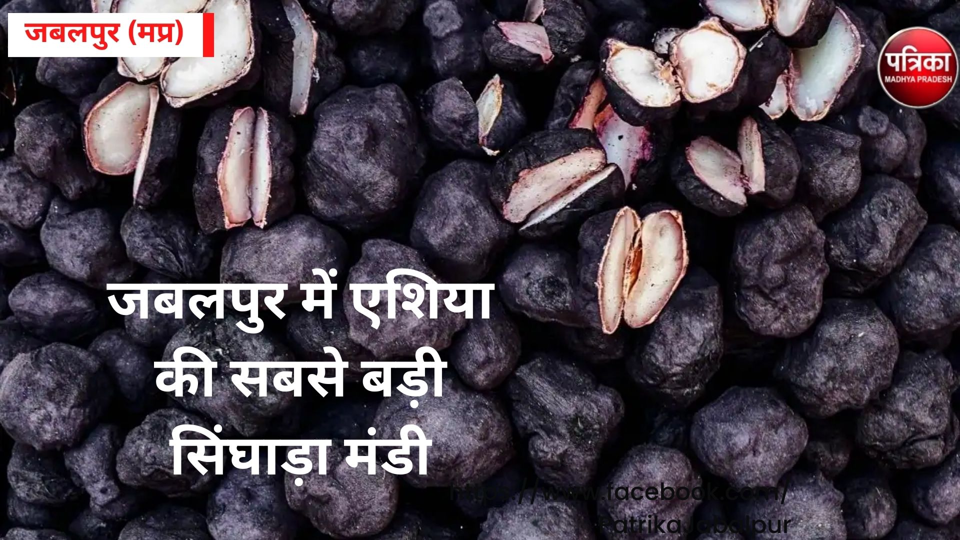 Asia largest water chestnut