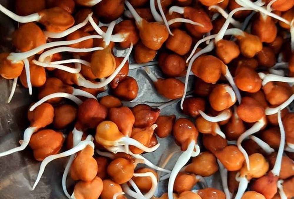 sprouted-gram.jpg