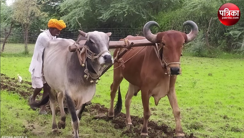Farmers Busy Sowing Wheat