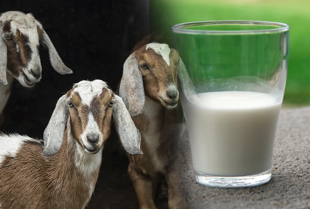 goat-milk-benefits.jpg
