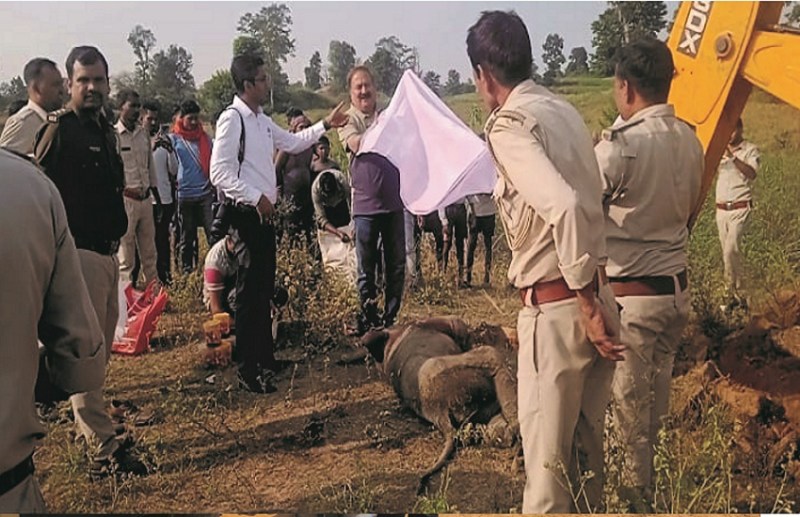 केंदई वनपरिक्षेत्र के झिनपुरी की घटना: 20 दिन के बेबी ऐलीफेंट की नदी में डूबने से मौत