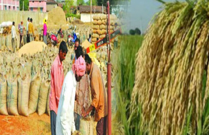 CG Election 2023: चुनावी घोषणाओं का असर धान खरीदी पर, 14 दिन में केवल 5589 किसान पहुंच केंद्र