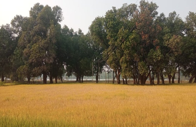 CG News: 20 क्विंटल धान बिक्री की वजह से अब रबी में भी भारी मात्रा में धान की खेती