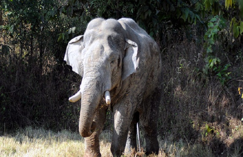 पटाखों की आवाज गुस्सैल हाथी मचाते है आतंक.. प्रशासन ने पटाखे न फोड़ने की लोगों से की अपील
