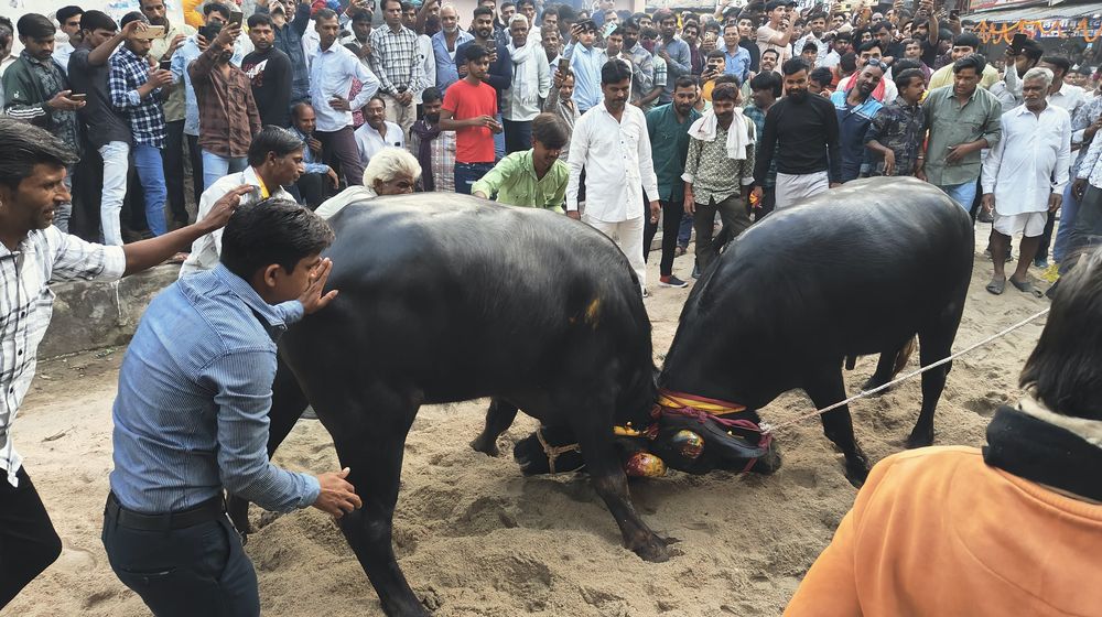 इस शहर में मनाया जाता है अनोखा पर्व, भैंसों के करतब करते हैं रोमाङ्क्षचत