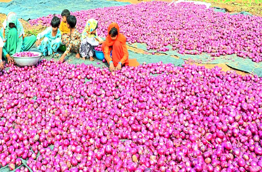 अलवर की प्याज देश-दुनिया में भोजन का बढ़ा रही स्वाद