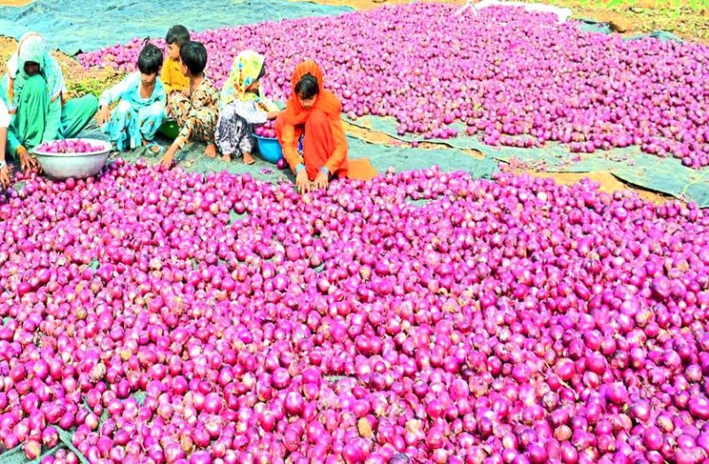 अलवर की प्याज देश-दुनिया में भोजन का बढ़ा रही स्वाद