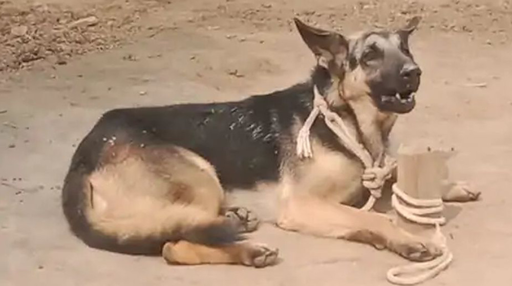 pet dog attacks owner in alwar