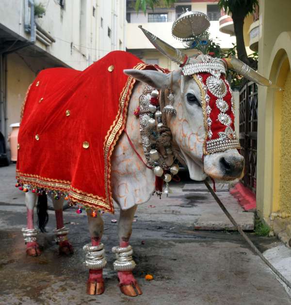 गौ माता का चॉदी आभूषण से श्रॅगार 