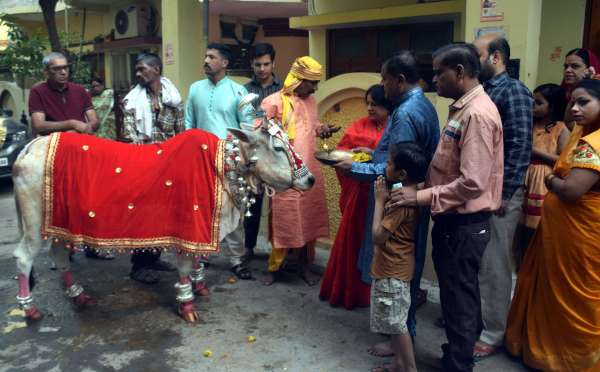 गौ माता का चॉदी आभूषण से श्रॅगार  