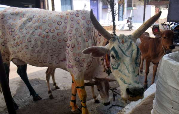 गौ माता का चॉदी आभूषण से श्रॅगार 