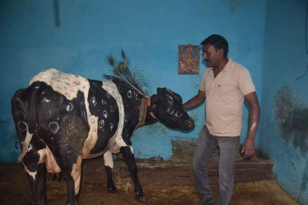 गौ माता का चॉदी आभूषण से श्रॅगार  