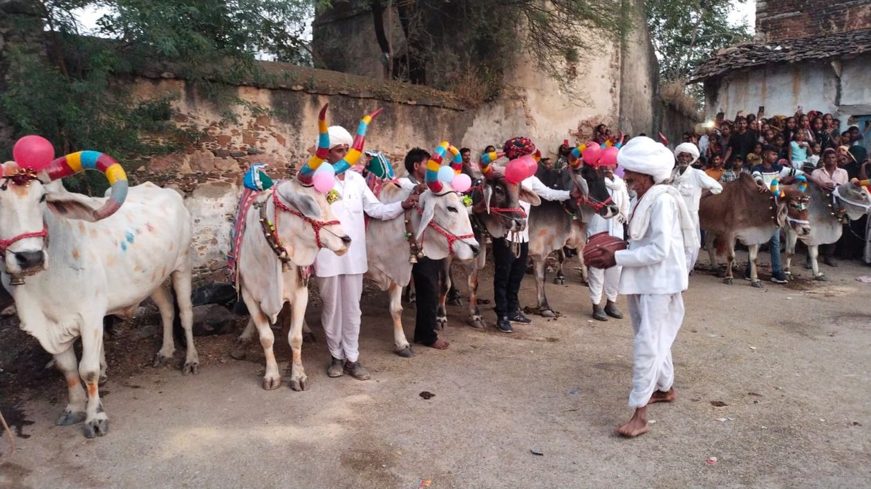 पारम्परिक बैलों की दौड़ देखने उमड़े लोग