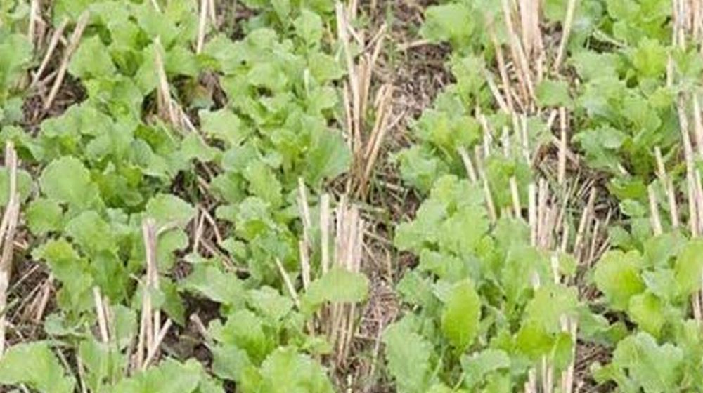 Rabi Crop Sowing : सम्भाग में झालावाड़ जिले में सरसों का रकबा बढ़ा, अन्य जिलों में घटा