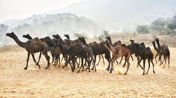 Pushkar cattle fair