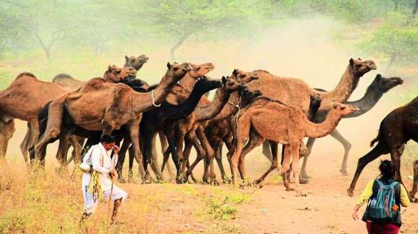 Pushkar cattle fair