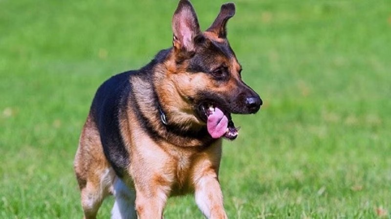 जुहापुरा में बच्चे पर आवारा कुत्ते ने हमला कर ढ़ाया कहर