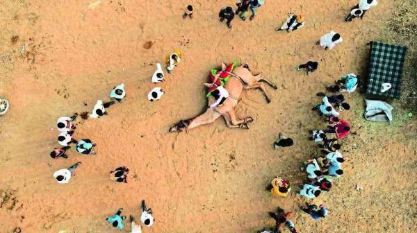 Pushkar cattle fair