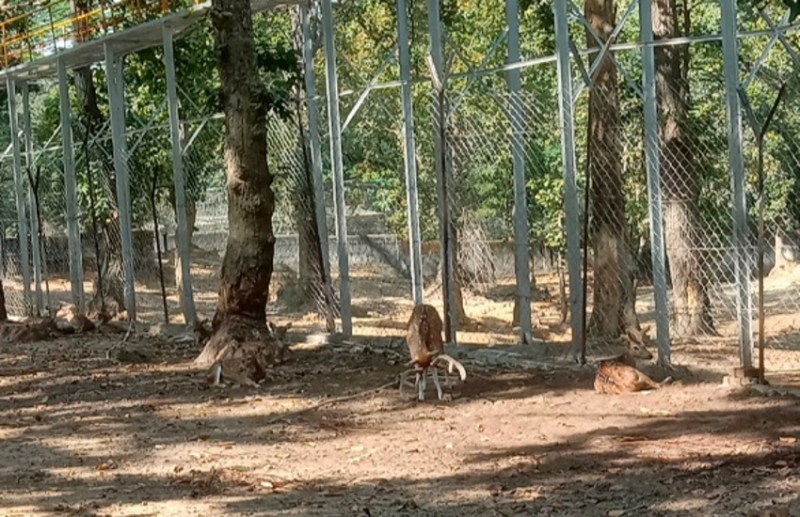 शहर के संजय पार्क में वन्य प्राणियों को गोद लेने की योजना सिर्फ बोर्ड में ही हो रही सुशोभित