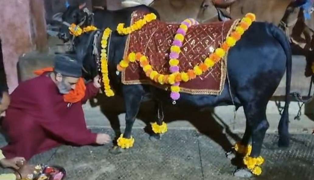 गोपाष्टमी पर पूजीं गायें, गोशाला पहुंचे श्रद्धालु