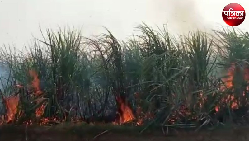Five bighas of sugarcane crop burnt to ashes in Sambhal