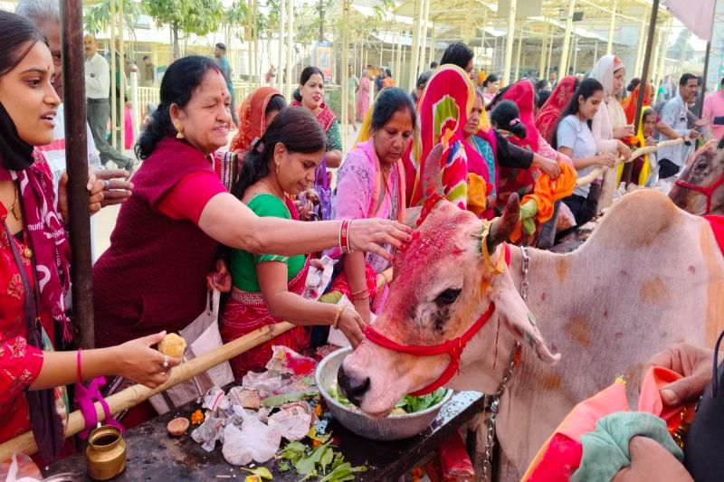 Gopashtami 2023: गोपाष्टमी पर जगह-जगह गौ पूजन, यहां प्रभातफेरी निकाल गायों को सुनाए भजन