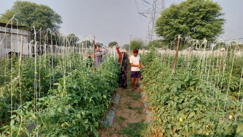 छह फीट ऊंचाई पर बांधकर टमाटर की खेती