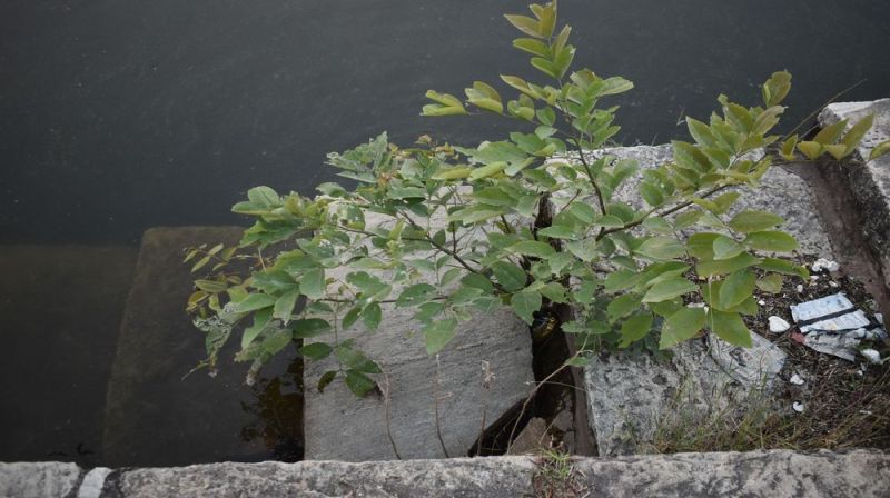 प्रदेश की इस झील का पूरा सिस्टम हुआ खराब, इलाज की दरकार