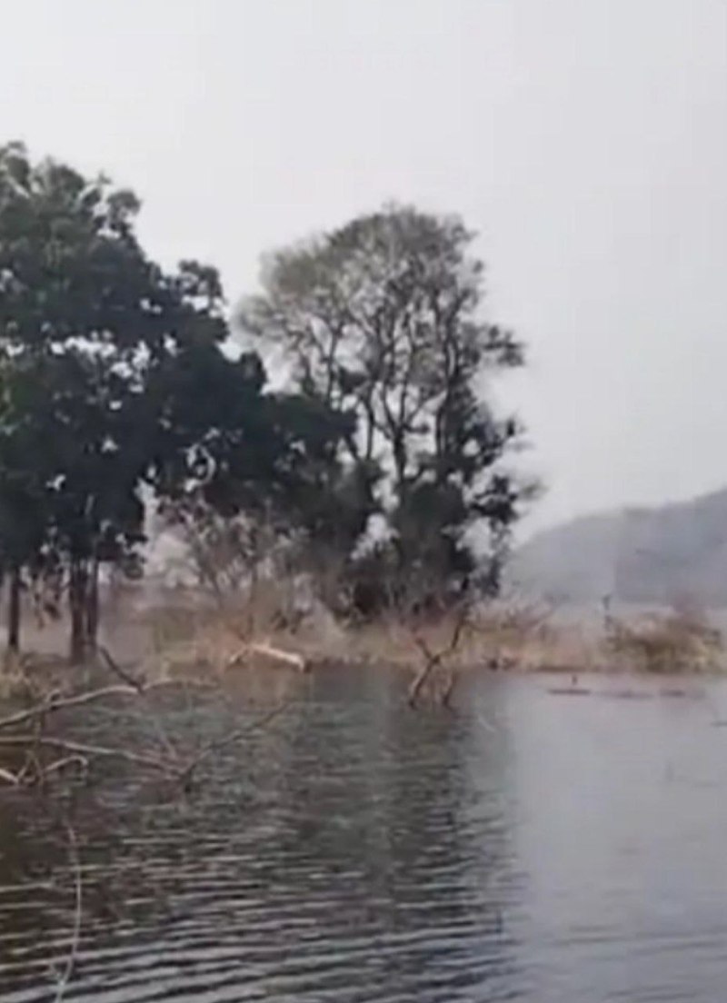Moti monkey on tamarind tree in Dame, trying to rest