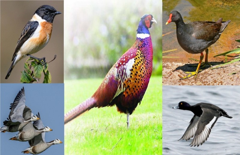 हिमालय पार से भारत पहुंचे खूबसूरत मेहमान