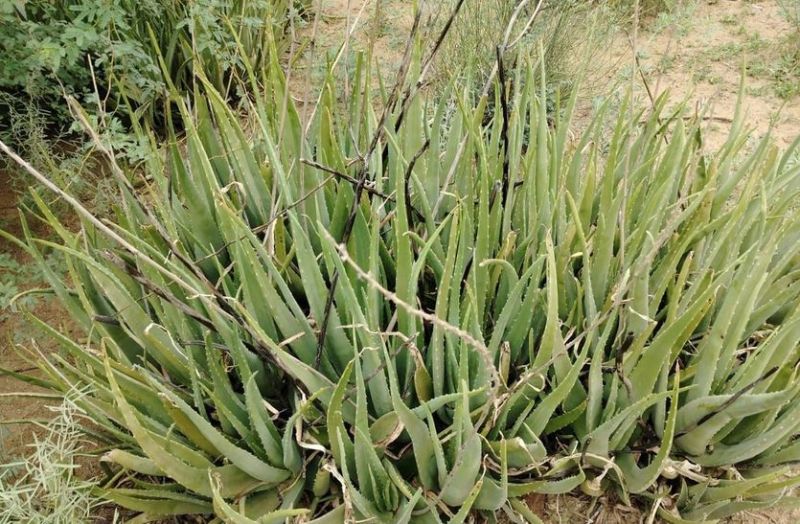 churu_aloe_vera_news.jpg