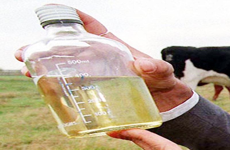 गोमूत्र का सेवन सेहत के लिए बेहद फायदेमंद होता है