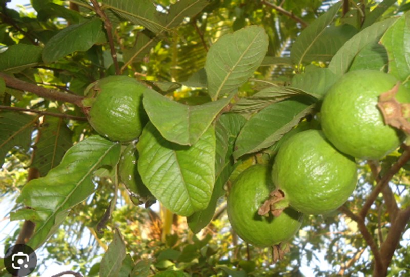 Guava leaves: Benefits for allergies, digestion, and weight loss