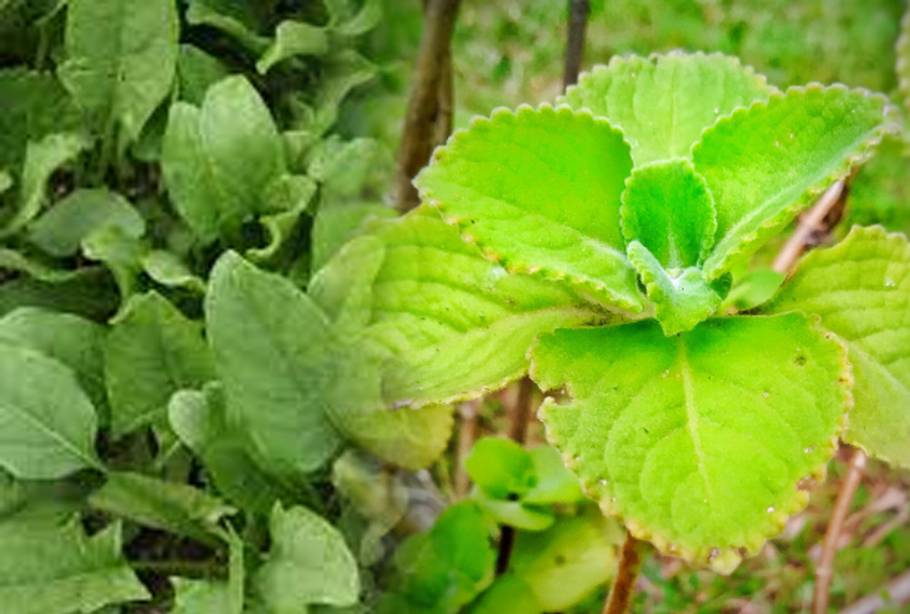 ajwain-ke-fayde.jpg