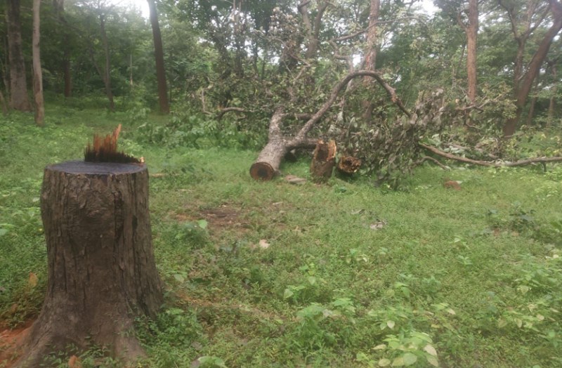 जंगल को छिपाकर बिक्री नकल जारी करने वाले राजस्वकर्मी को खुला संरक्षण