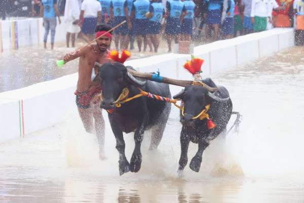bengaluru_kambala_03.jpg