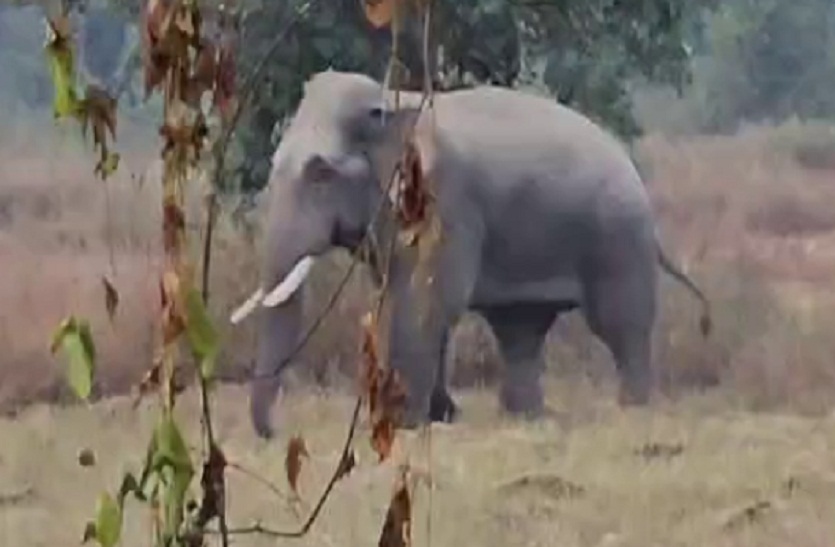 कटघोरा वनमण्डल में हाथियों का उत्पात जारी, देखें वीडियो