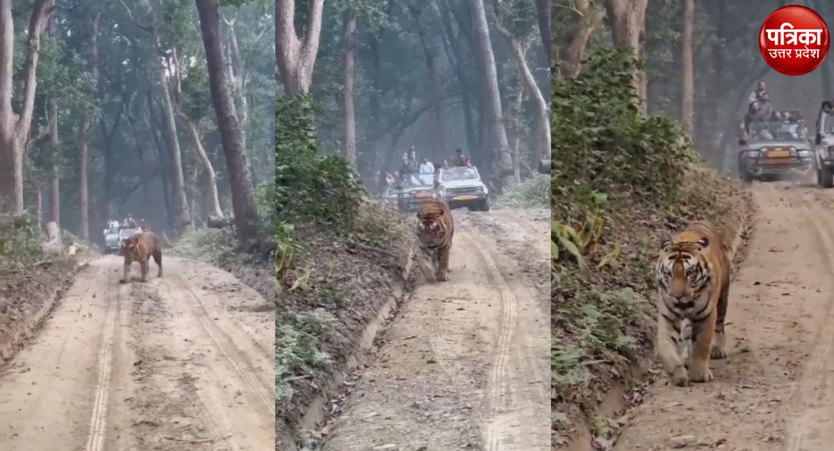 Video: अचानक लोगों के बीच पहुंच गया बाघ, फिर जो हुआ उसे देख सहम जाएंगे आप