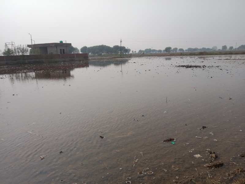 माइनर नहर फूटी, 12 किसानों की 30 बीघा गेंहू की फसल डूबी, 500 बीघा फसल प्रभावित