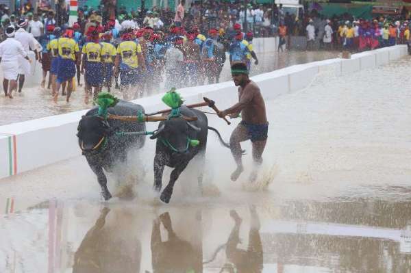 Kambala organized for the first time in Bengaluru