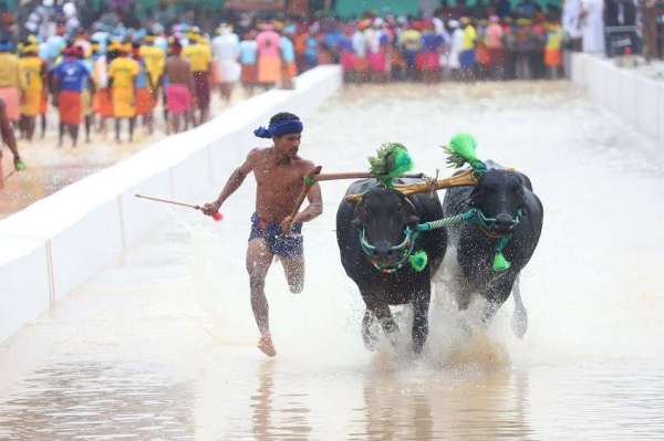 Kambala organized for the first time in Bengaluru